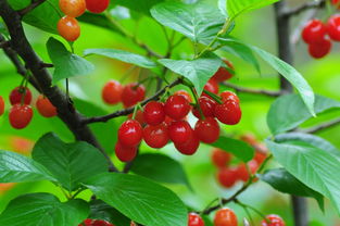 2018河南美農富硒櫻桃節開幕 五一玩轉櫻桃季，品味農副土特產品